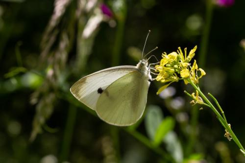 Pieris rapae